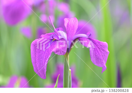 ハナショウブ/花菖蒲/Japanese iris ハナショウブ/花菖蒲/Japanese iris 138200828