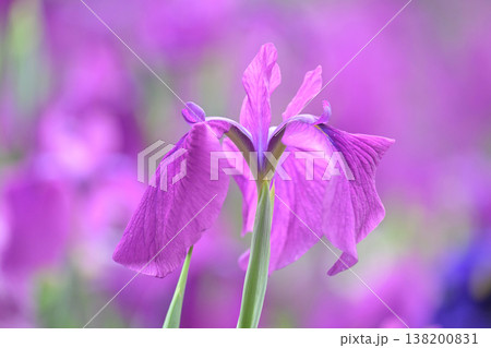 ハナショウブ/花菖蒲/Japanese iris ハナショウブ/花菖蒲/Japanese iris 138200831