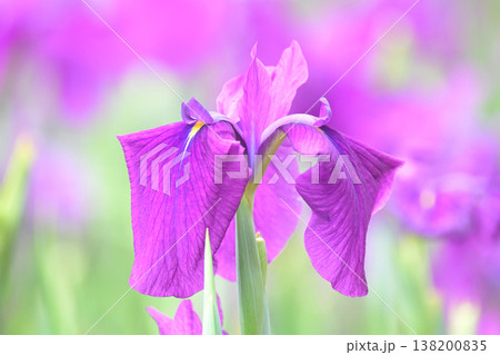 ハナショウブ/花菖蒲/Japanese iris ハナショウブ/花菖蒲/Japanese iris 138200835