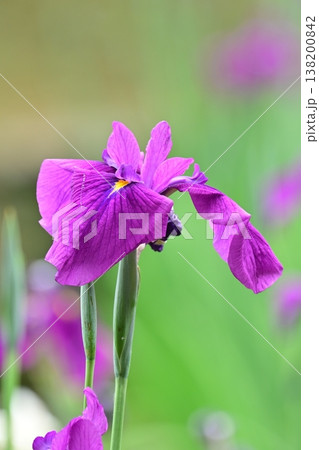 ハナショウブ/花菖蒲/Japanese iris 138200842