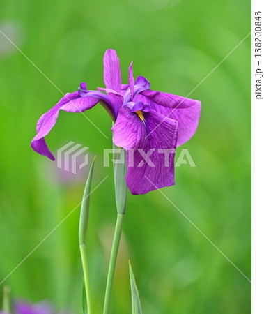 ハナショウブ/花菖蒲/Japanese iris ハナショウブ/花菖蒲/Japanese iris 138200843