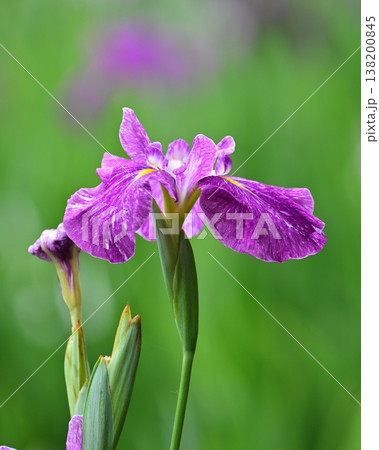 ハナショウブ/花菖蒲/Japanese iris ハナショウブ/花菖蒲/Japanese iris 138200845