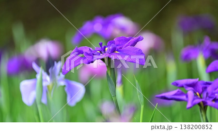 ハナショウブ/花菖蒲/Japanese iris ハナショウブ/花菖蒲/Japanese iris 138200852
