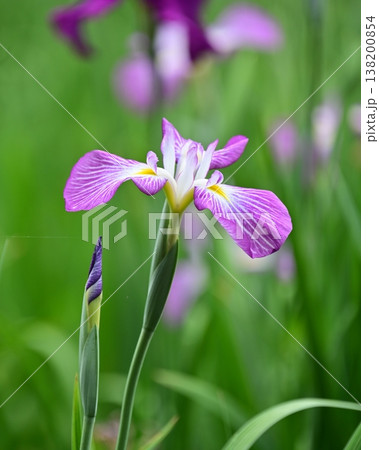 ハナショウブ/花菖蒲/Japanese iris ハナショウブ/花菖蒲/Japanese iris 138200854