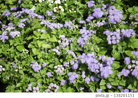 Garden with flowerbed and colorful tropical plants Garden with flowerbed and colorful tropical plants 138201151