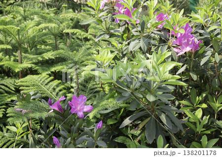 Garden with flowerbed and colorful tropical plants Garden with flowerbed and colorful tropical plants 138201178