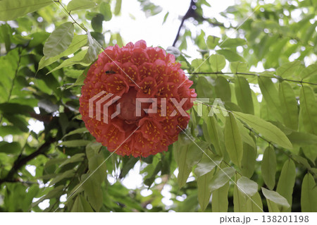 Garden with flowerbed and colorful tropical plants Garden with flowerbed and colorful tropical plants 138201198
