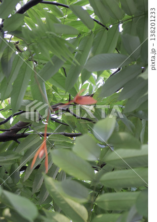 Garden with flowerbed and colorful tropical plants Garden with flowerbed and colorful tropical plants 138201233