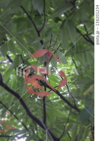 Garden with flowerbed and colorful tropical plants Garden with flowerbed and colorful tropical plants 138201234