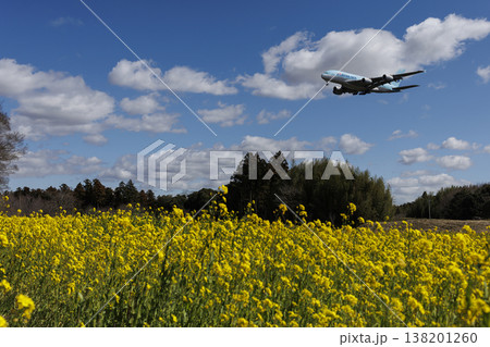 菜の花畑とエアバスA380 菜の花畑とエアバスA380 138201260