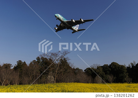菜の花畑とエアバスA380 138201262
