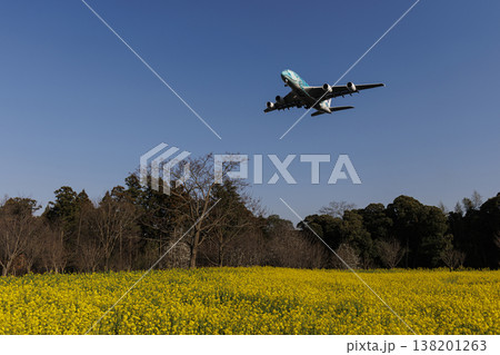 菜の花畑とエアバスA380 菜の花畑とエアバスA380 138201263
