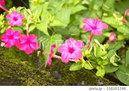ピンクのオシロイバナの花（ネパール）　1 138201298