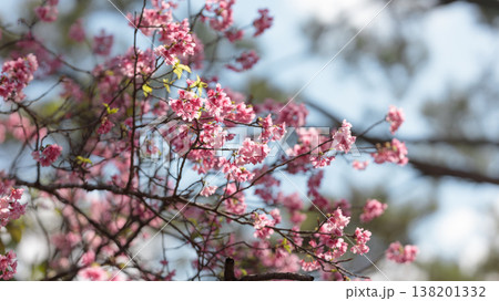 青空に映える沖縄の寒緋桜 138201332