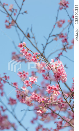 青空に映える沖縄の寒緋桜 青空に映える沖縄の寒緋桜 138201335