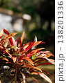 背景ボケの中で鮮やかに映えるクロトンの葉 138201336