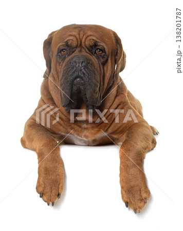 Dogue de Bordeaux 138201787