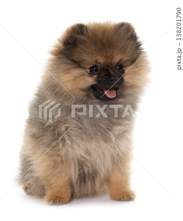 puppy pomeranian spitz puppy pomeranian spitz 138201790