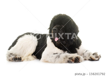 black and white newfoundland dog 138201792