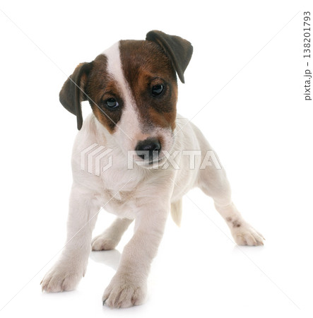 puppy jack russel terrier puppy jack russel terrier 138201793