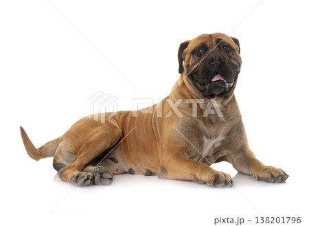 bull mastiff in studio 138201796