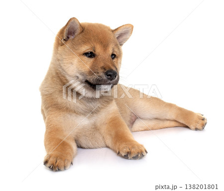 puppy shiba inu puppy shiba inu 138201801