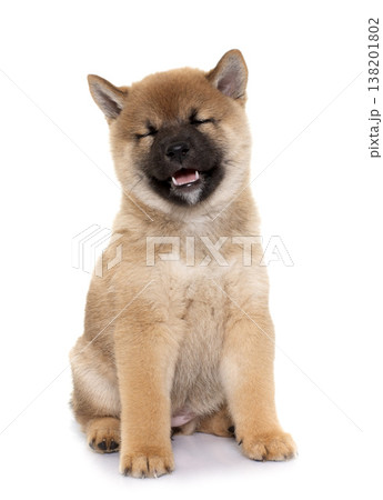 puppy shiba inu 138201802