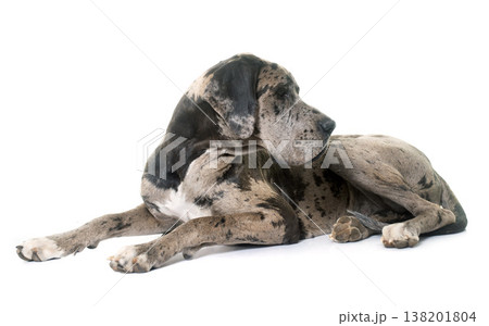 Great Dane in studio Great Dane in studio 138201804