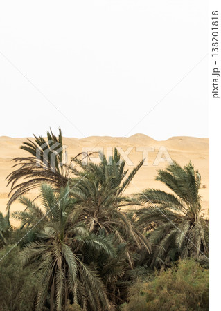 Lush green palm trees surround a tranquil oasis in the desert. Golden sand dunes rise in the background under a clear sky. Lush green palm trees surround a tranquil oasis in the desert. Golden sand dunes rise in the background under a clear sky. 138201818