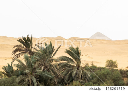 Lush green palm trees surround a tranquil oasis in the desert. Golden sand dunes rise in the background under a clear sky. Lush green palm trees surround a tranquil oasis in the desert. Golden sand dunes rise in the background under a clear sky. 138201819