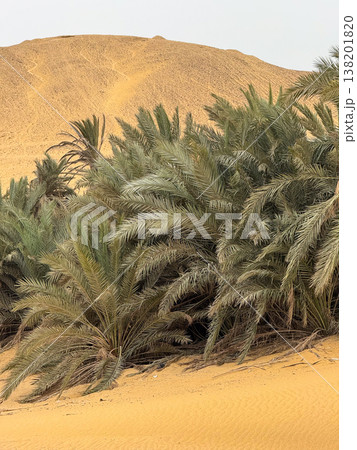 Lush green palm trees surround a tranquil oasis in the desert. Golden sand dunes rise in the background under a clear sky. Lush green palm trees surround a tranquil oasis in the desert. Golden sand dunes rise in the background under a clear sky. 138201820