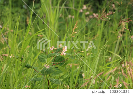 Flowering Dogbane In Tall Grasses  138201822