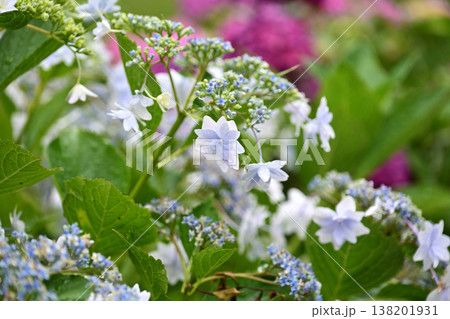 アジサイ(雨の日に撮影 水滴付き) hydrangea/rainy day/rain drops アジサイ(雨の日に撮影 水滴付き) hydrangea/rainy day/rain drops 138201931