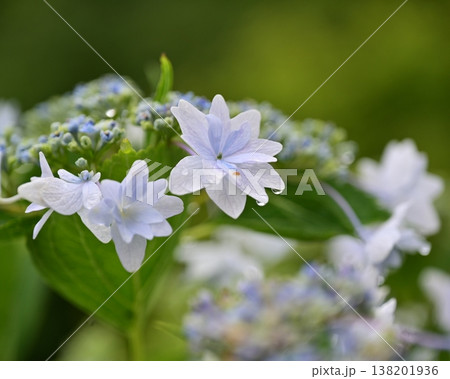 アジサイ(雨の日に撮影 水滴付き) hydrangea/rainy day/rain drops アジサイ(雨の日に撮影 水滴付き) hydrangea/rainy day/rain drops 138201936
