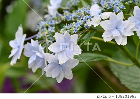 アジサイ(雨の日に撮影 水滴付き) hydrangea/rainy day/rain drops アジサイ(雨の日に撮影 水滴付き) hydrangea/rainy day/rain drops 138201965