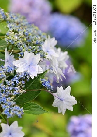 アジサイ(雨の日に撮影 水滴付き) hydrangea/rainy day/rain drops アジサイ(雨の日に撮影 水滴付き) hydrangea/rainy day/rain drops 138201971