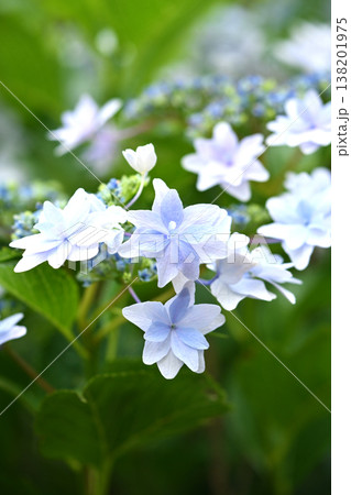 アジサイ(雨の日に撮影　水滴付き) hydrangea/rainy day/rain drops  138201975