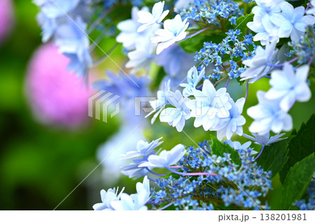 アジサイ(雨の日に撮影 水滴付き) hydrangea/rainy day/rain drops アジサイ(雨の日に撮影 水滴付き) hydrangea/rainy day/rain drops 138201981