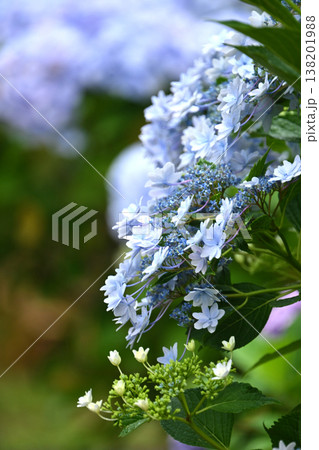 アジサイ(雨の日に撮影　水滴付き) hydrangea/rainy day/rain drops  138201988