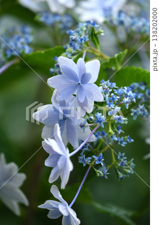 アジサイ(雨の日に撮影 水滴付き) hydrangea/rainy day/rain drops アジサイ(雨の日に撮影 水滴付き) hydrangea/rainy day/rain drops 138202000