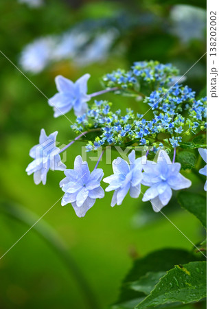 アジサイ(雨の日に撮影　水滴付き) hydrangea/rainy day/rain drops  138202002