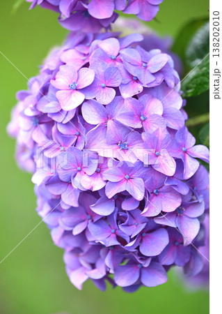 アジサイ(雨の日に撮影　水滴付き) hydrangea/rainy day/rain drops  138202010