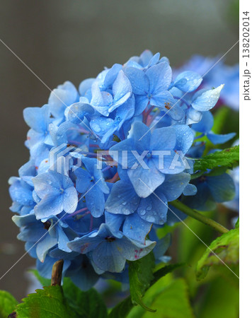アジサイ(雨の日に撮影 水滴付き) hydrangea/rainy day/rain drops アジサイ(雨の日に撮影 水滴付き) hydrangea/rainy day/rain drops 138202014