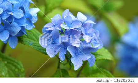 アジサイ(雨の日に撮影 水滴付き) hydrangea/rainy day/rain drops アジサイ(雨の日に撮影 水滴付き) hydrangea/rainy day/rain drops 138202015