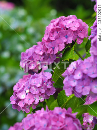 アジサイ(雨の日に撮影 水滴付き) hydrangea/rainy day/rain drops アジサイ(雨の日に撮影 水滴付き) hydrangea/rainy day/rain drops 138202016