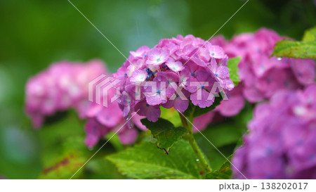 アジサイ(雨の日に撮影 水滴付き) hydrangea/rainy day/rain drops アジサイ(雨の日に撮影 水滴付き) hydrangea/rainy day/rain drops 138202017