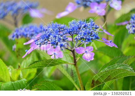 アジサイ(雨の日に撮影　水滴付き) hydrangea/rainy day/rain drops  138202021