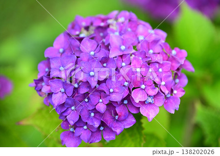 アジサイ(雨の日に撮影 水滴付き) hydrangea/rainy day/rain drops アジサイ(雨の日に撮影 水滴付き) hydrangea/rainy day/rain drops 138202026