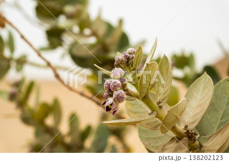 Calotropis procera flowering plant with purple buds and green leaves, commonly found in Africa. The plant showcases its unique floral structure against a blurred background. Calotropis procera flowering plant with purple buds and green leaves, commonly found in Africa. The plant showcases its unique floral structure against a blurred background. 138202123