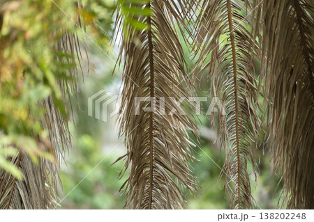 Dead palm tree with dry branches on Florida home backyard. Tree removal concept Dead palm tree with dry branches on Florida home backyard. Tree removal concept 138202248